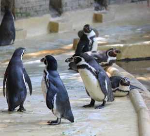 Pinguinanlage