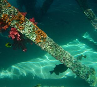 Unterwasser am Hotel