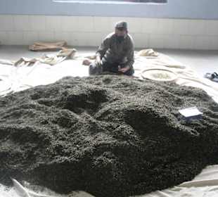 Teefabrik Puttabong Tea Estate