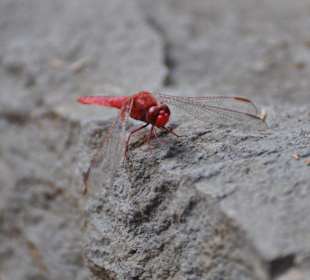 Jardín de Aclimatación de La Orotava