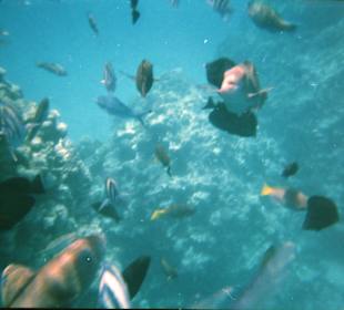 Fische am Riff