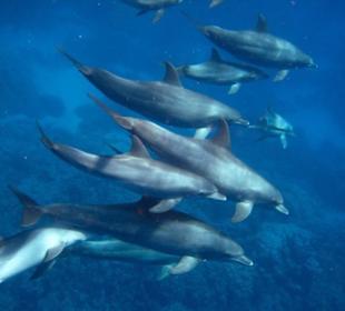 Schnorcheln Am Hausriff Gorgonia Beach!