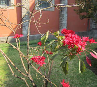 Сад с мексиканскими растениями в нац. дворце