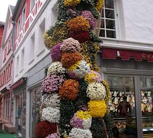 Chrysanthema
