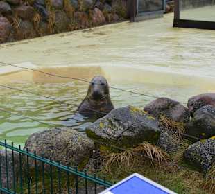 Seehundstation Friedrichskoog