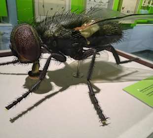 Modell einer Stubenfliege in der Insektenabteilung