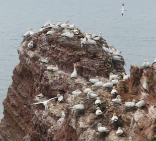 Beim Lummenfelsen auf Helgoland