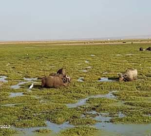 PrivatSafari 10/17 - Tsavo+Amboseli - impressions