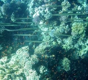 Flötenfisch-Schwarm