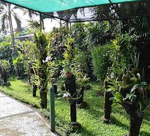 Orchideen Garten 