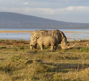 White Rhinos in Nakuru