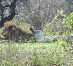 Löwen zwischen Satara und Berg en Dal