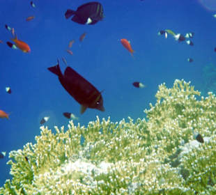 Schöne Unterwasserwelt