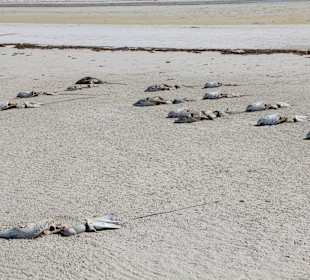 Getötete Adlerrochen am Strand von Holbox