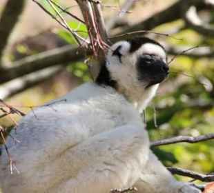 Ein neugieriges Sifaka im camp