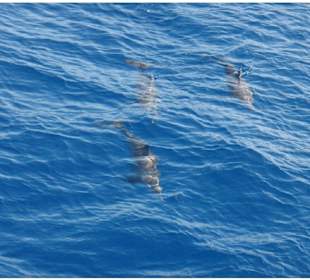 Schwimmen mit Delfinen-Delfin Tour Hurghada