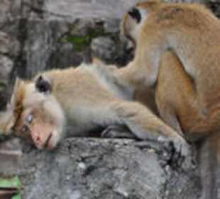 Sri Lanka - Monkey friends