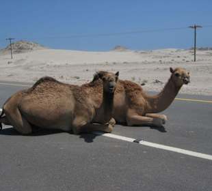 Kamele halten Mittagsschlaf