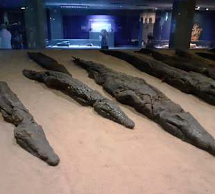 Krokodil Museum