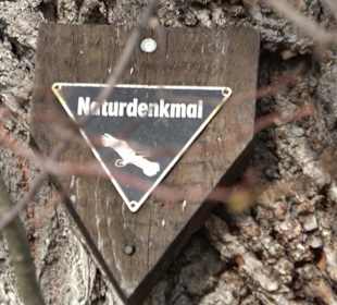 Naturdenkmal Lutherlinde