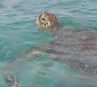 Schildkröten beim atmen