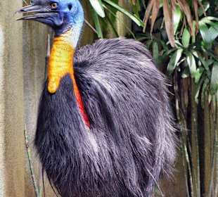 Exotische Vögel 3