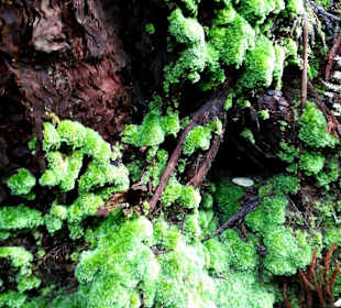 Inselrundfahrt Terceira