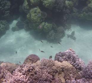 Korallenriff mit Bewohner