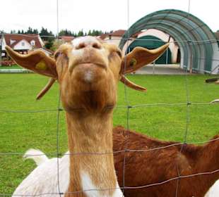 Geschwand Ziegen gleich gegenüber
