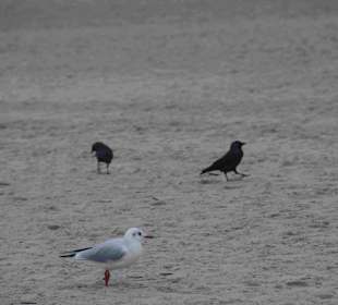 Strand Kolberg/Kolobrzeg