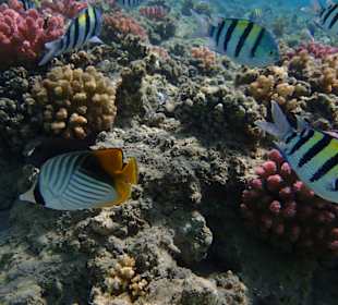 Schnorcheln Sahl Hasheesh