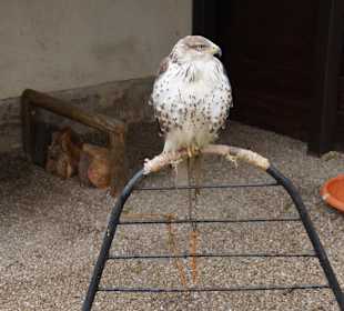 Greifvogel-Gehege