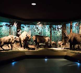 Ekspozycja-Muzeum Przyrodniczo-Leśne w Białowieży