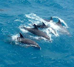 Delfine erleben