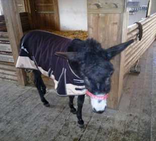 Gut Aiderbichl Eselbereich-Stall