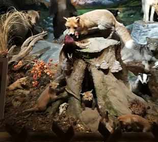 Alpen Wildpark Feld am See