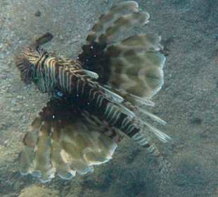 Schnorcheln beim Fort Arabesque