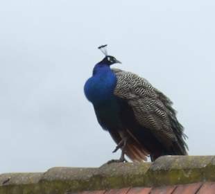 Pfau in der Schlossanlage der Roseburg