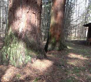 Wellingtonien - Platz mit Mammutbäumen