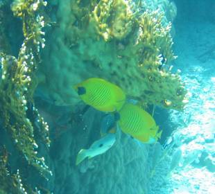 Schnorcheln in der Lagune