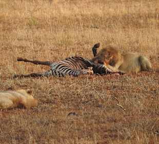 Zebra zum Frühstück