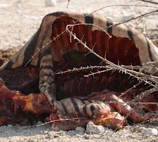 Etosha