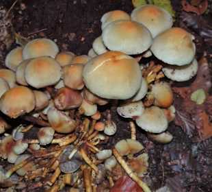 Eindrücke aus dem Neuenburger Urwald