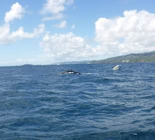 Bacardi Insel - Isla Cayo Levantado