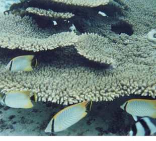 Korallenstöcke mit Fischen