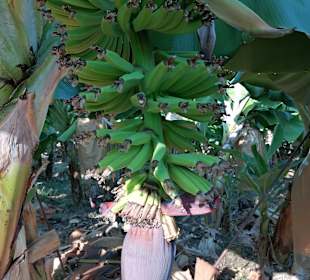 Bananenplantage von Alanya