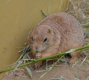 Irrland Bauernhof-Erlebnisoase