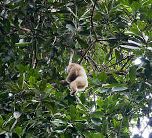 White gibbon monkey