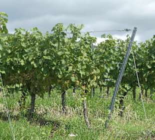 Weinbergwanderung am Johannisberg in Thüngersheim
