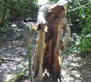 Die Moorgeister von Furth im Wald
